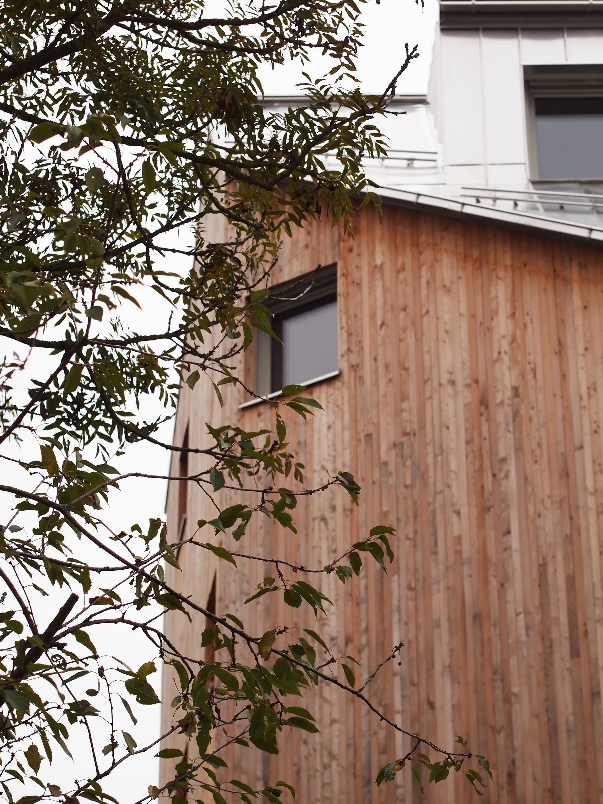 Doppelhaus Kolbetergasse - Fassade mit Natur